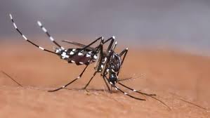 ডেঙ্গুতে আরও ৫ জনের মৃত্যু